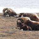 Musk oxen lay down in tundra.
